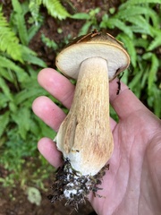 Boletus fibrillosus