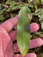 Potamogeton nodosus