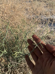 Leucosyris carnosa