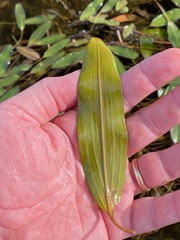 Potamogeton nodosus
