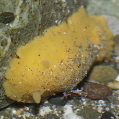 Doriopsis granulosa