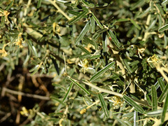 Atamisquea emarginata