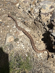 Crotalus stephensi