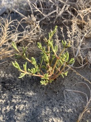 Nitrophila occidentalis