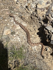 Crotalus stephensi
