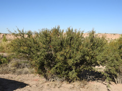 Condalia microphylla