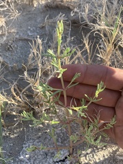 Nitrophila occidentalis