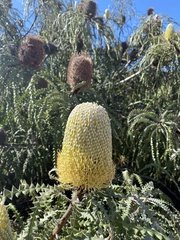 Banksia speciosa