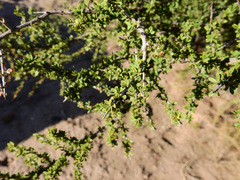 Condalia microphylla