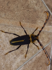 Dorcacerus barbatus