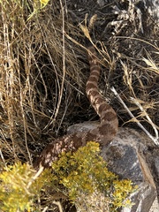 Crotalus stephensi