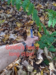 Dryopteris goldieana