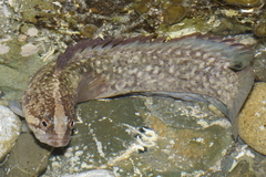 Acanthoclinus fuscus