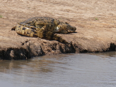 Crocodylus niloticus