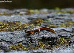 Ensatina eschscholtzii
