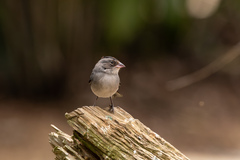 Coryphospingus pileatus