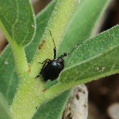 Phylloscelis atra