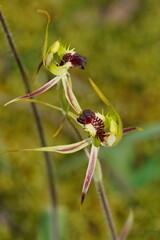 Caladenia parva