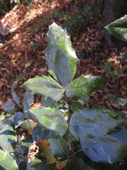 Aquifoliaceae
