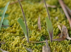 Caladenia parva