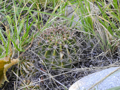 Echinopsis leucantha