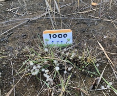 Symphyotrichum ciliatum