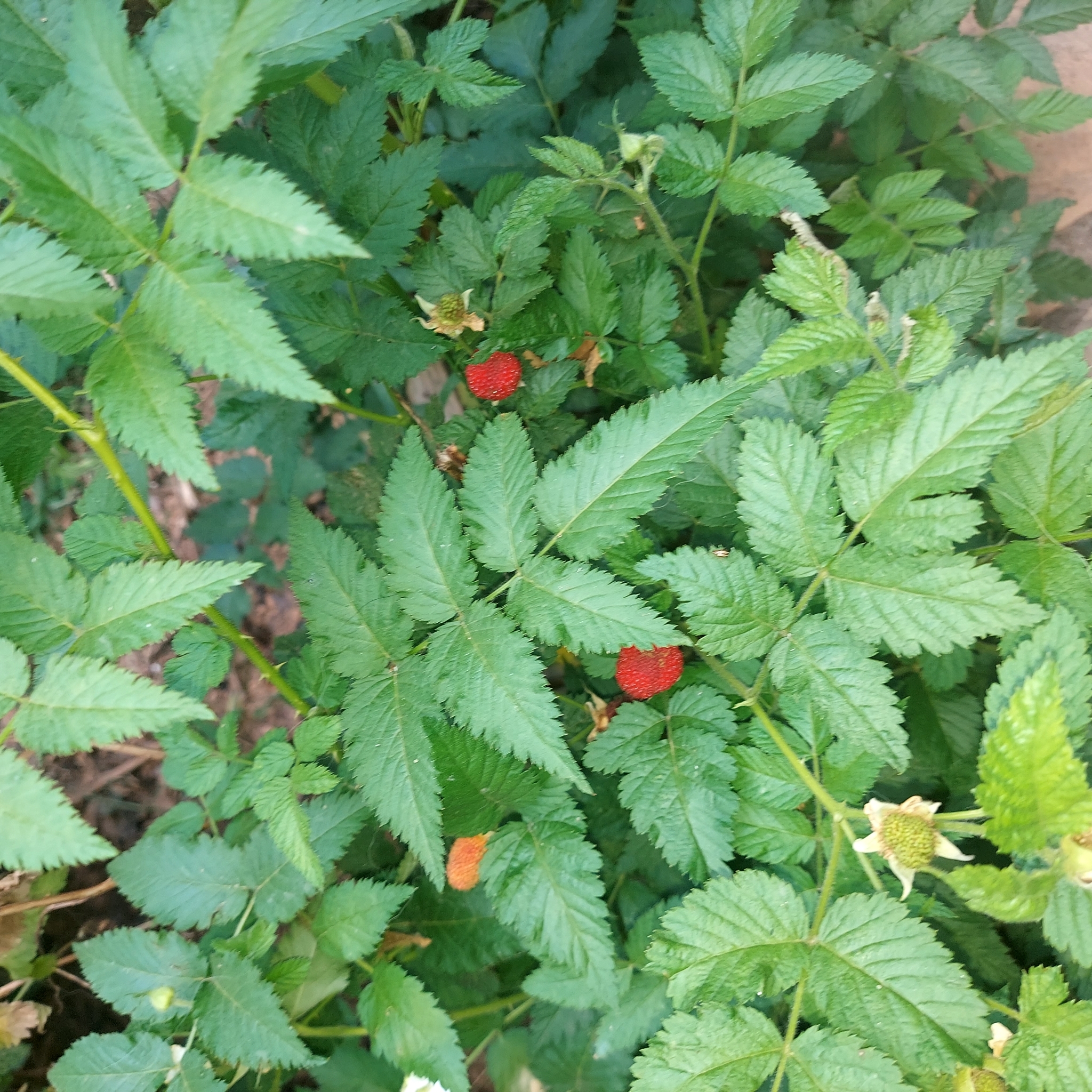Rubus rosifolius