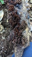 Xylobolus spectabilis