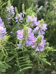 Galega officinalis