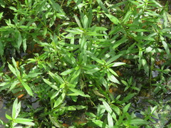 Proserpinaca palustris