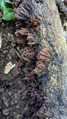 Xylobolus spectabilis