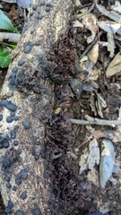 Xylobolus spectabilis