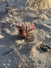 Aphyllon corymbosum