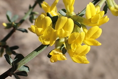 Acmispon procumbens procumbens
