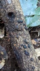 Annulohypoxylon truncatum