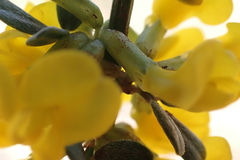 Acmispon procumbens procumbens