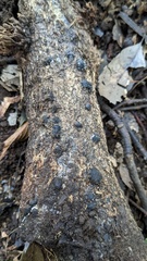 Annulohypoxylon truncatum