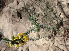 Acmispon procumbens procumbens