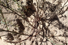Acmispon procumbens procumbens