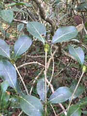 Coptosperma