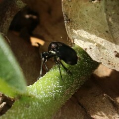 Phylloscelis atra