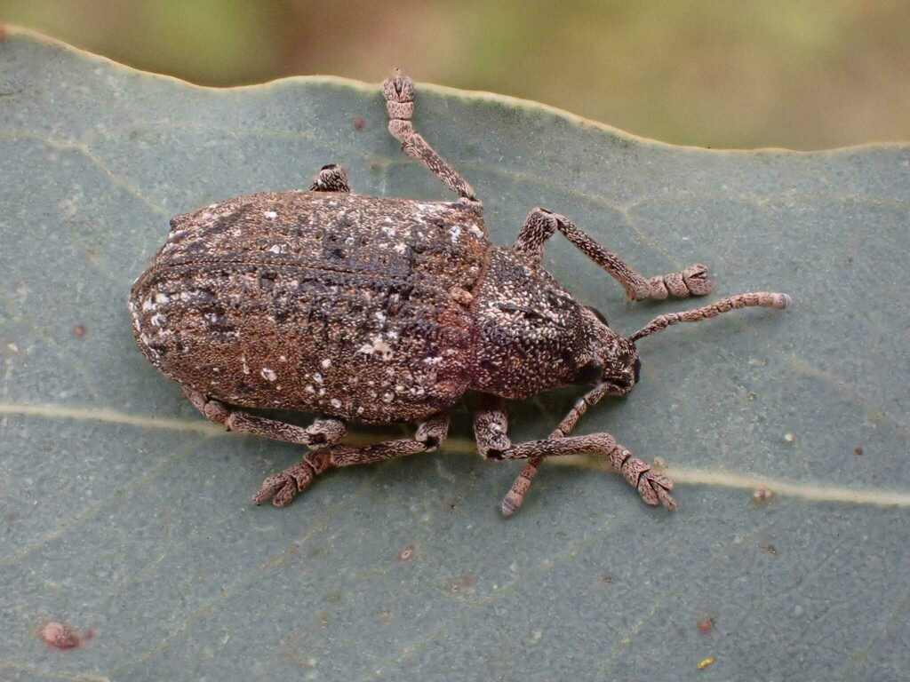 Bryachus