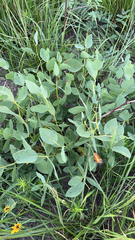 Baptisia sphaerocarpa