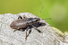 Brachyderes incanus