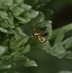 Urophora