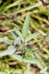 Macroptilium lathyroides