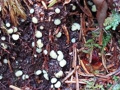 Trichoderma gelatinosum