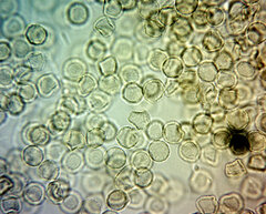 Cribraria rufa