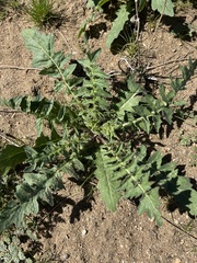 Sisymbrium altissimum