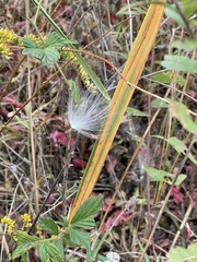 Asclepias tuberosa